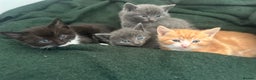 Mixed Breed cats for sale: Beautiful kittens - Advert 2