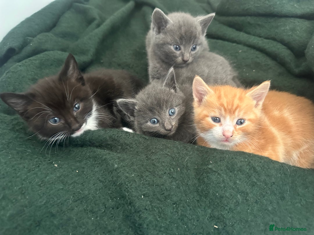 Mixed Breed cats for sale: Beautiful kittens - Advert 2