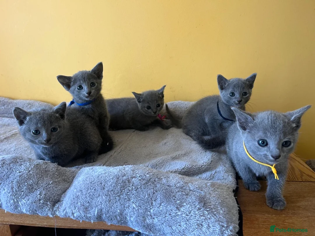 Russian Blue cats for sale: TICA REGISTERED Pure Breed Russian Blue Kittens - Advert 2