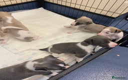 Whippet dogs for sale: Outstanding boys / girls - Image 6