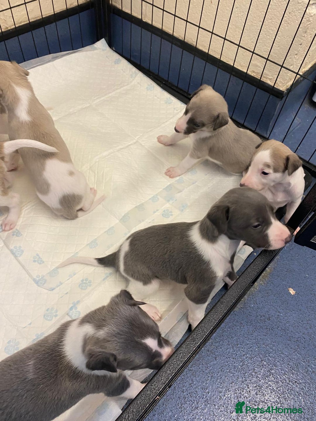 Whippet dogs for sale: Outstanding boys / girls - Image 6