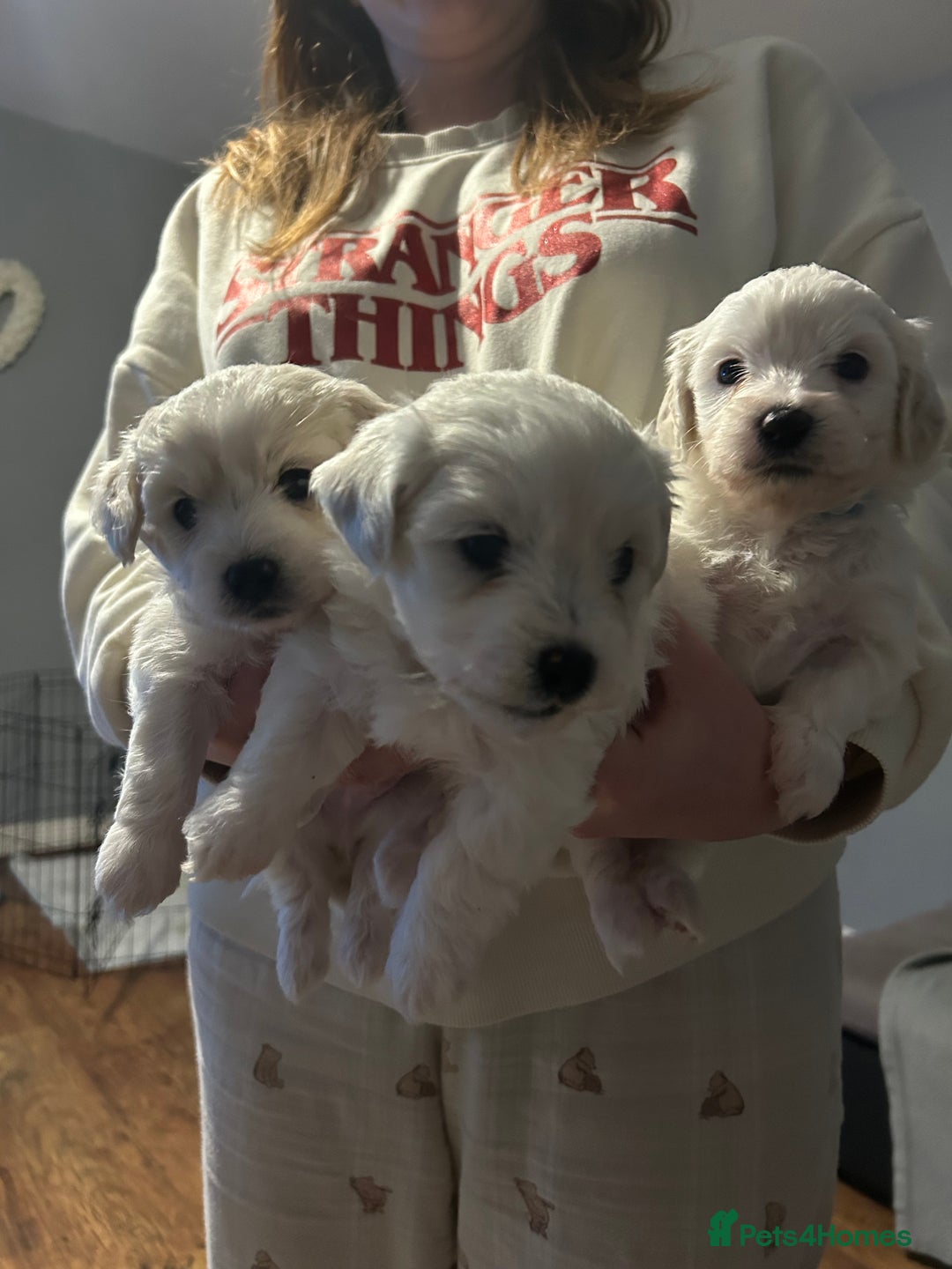 Mixed Breed dogs for sale: 4 Beautiful Maltichon Puppies. - Advert 11