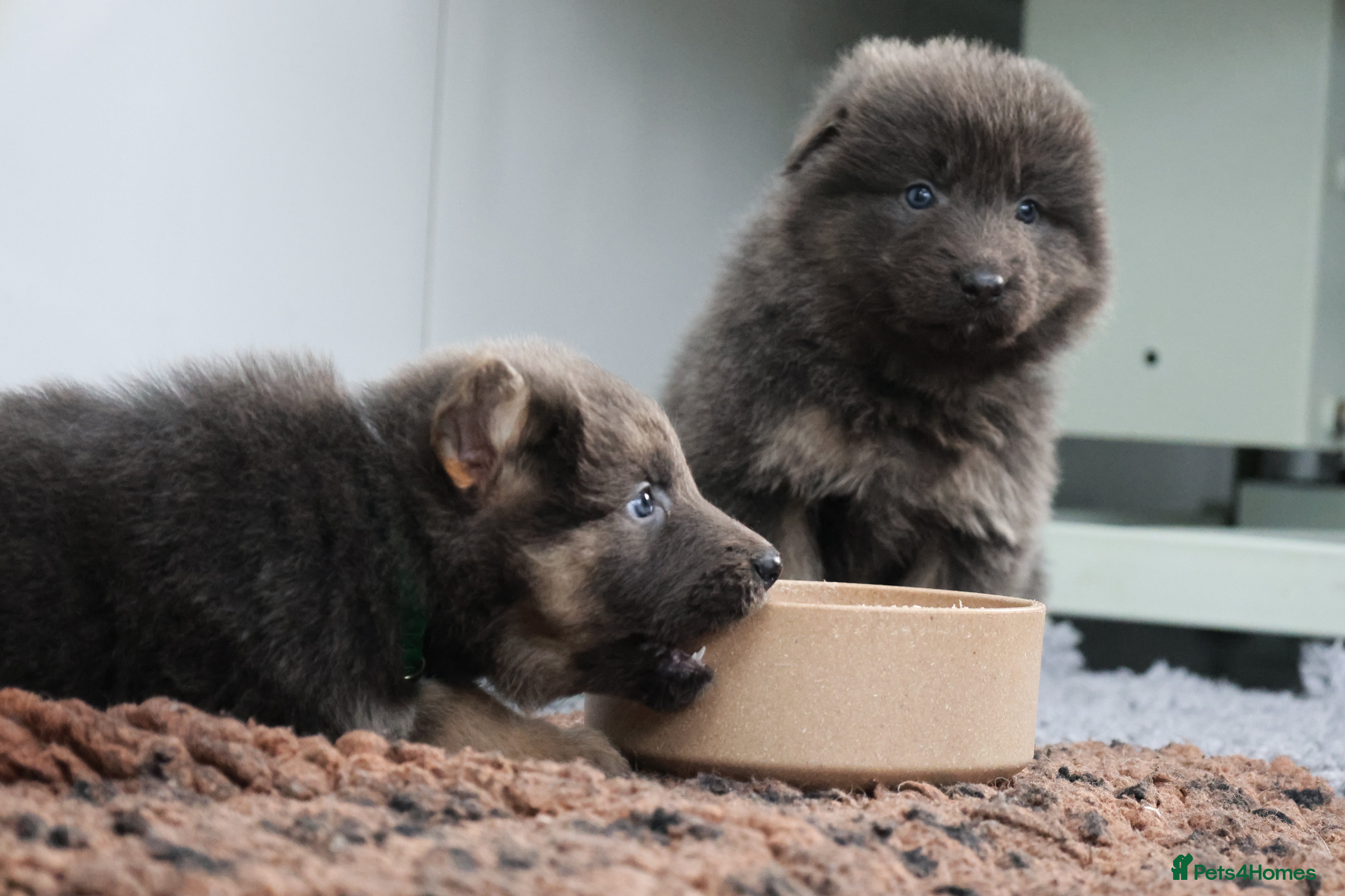 German Shepherd dogs 💙KC health tested parents 💙 - Advert 3