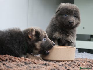 German Shepherd dogs 💙KC health tested parents 💙 - Advert 4