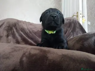 Labrador Retriever dogs 6 stunning puppies - Advert 6