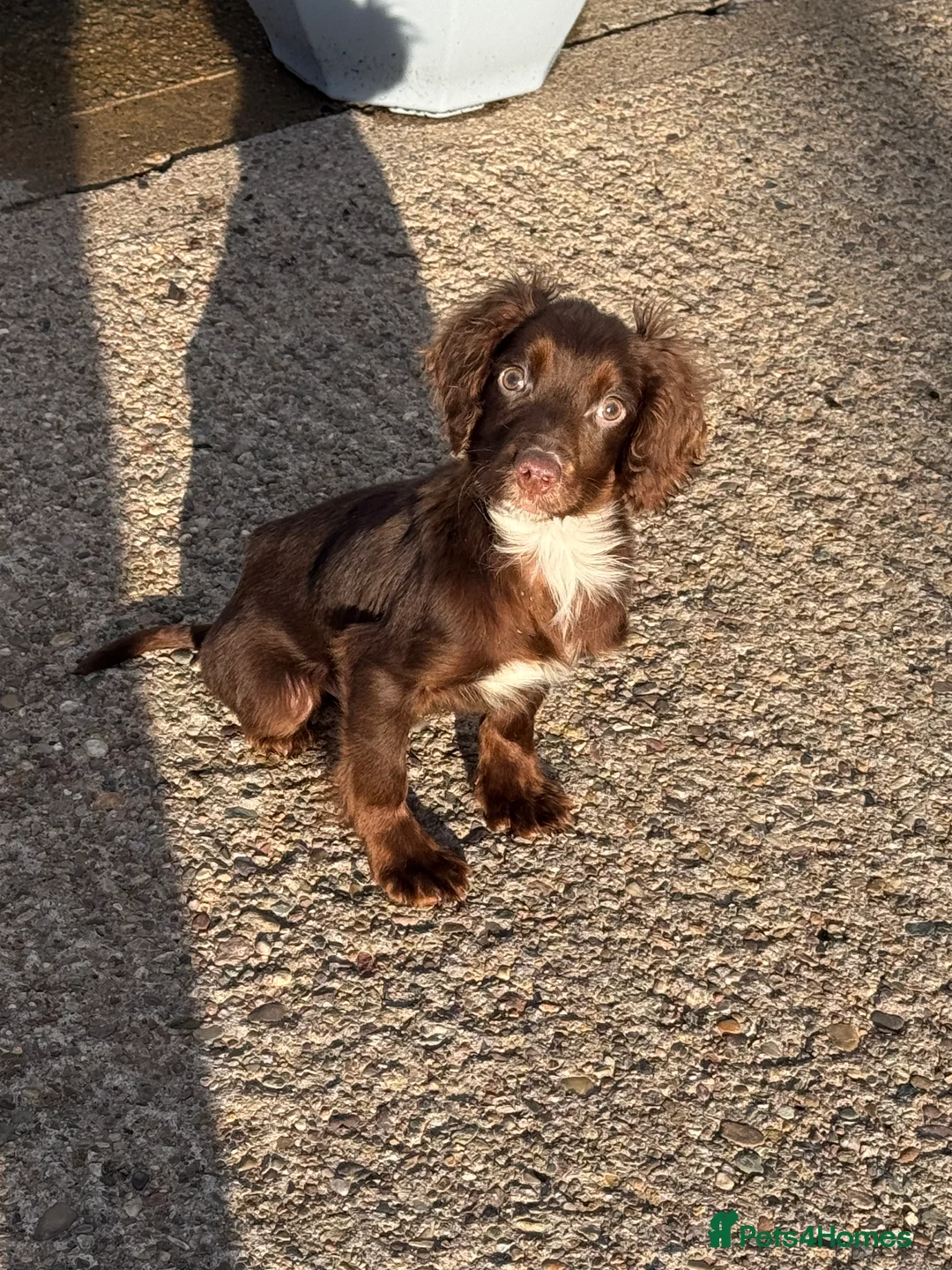 Cocker Spaniel dogs for sale: Cocker spaniel male puppy  - Advert 3