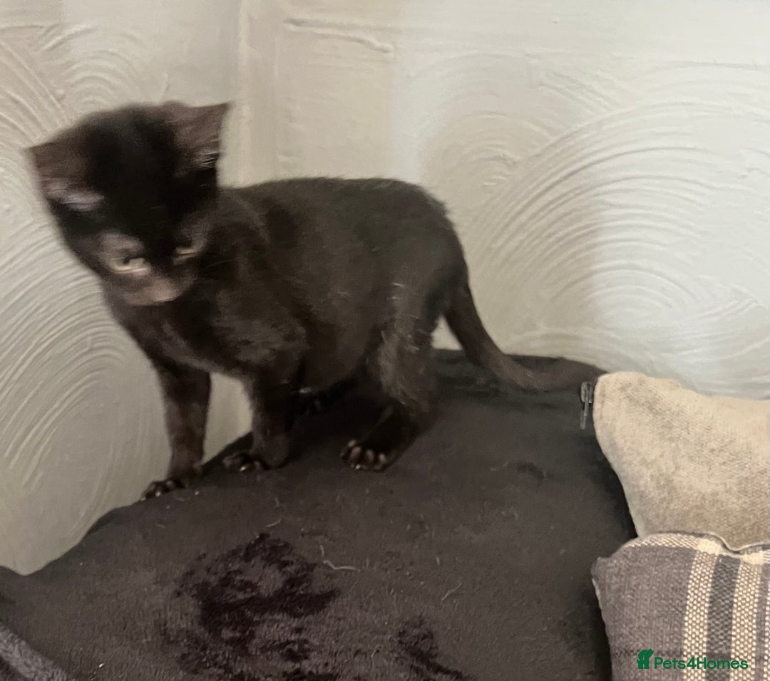 Mixed Breed cats for sale: Munchkin x British shorthair kittens - Advert 24