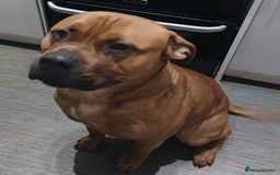 Bullmastiff dogs for sale: Loveable bull mastiff - Image 1