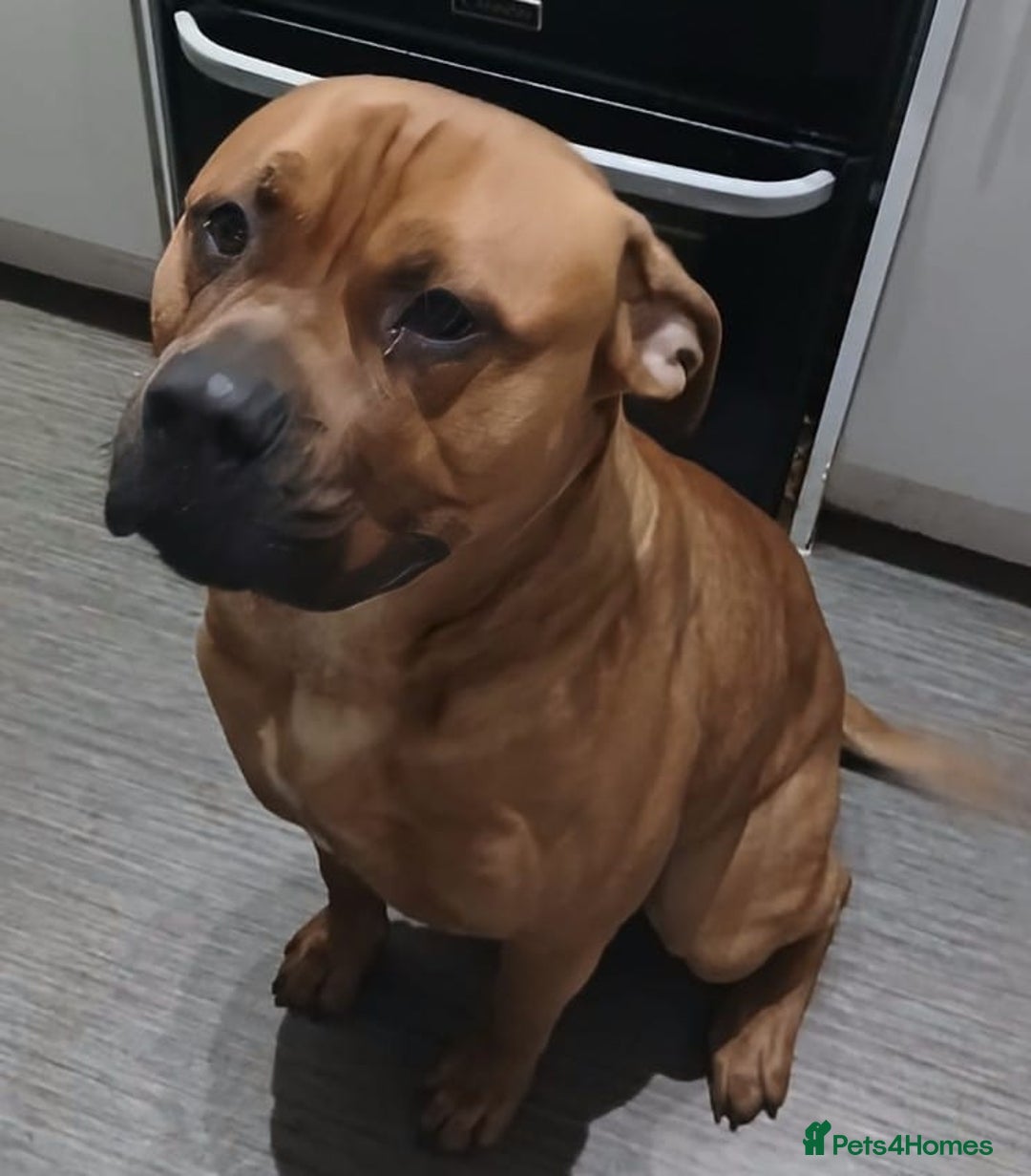 Bullmastiff dogs for sale: Loveable bull mastiff - Image 1