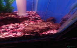 Other/Mixed Breed fish for sale: Fish Stock List - Updated Regularly  - Image 39