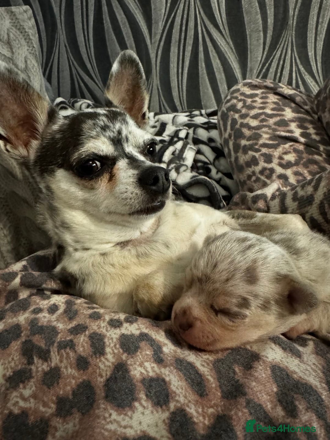 Chihuahua dogs for sale: Lilac Merle Chihuahua Puppy (Boy) - Advert 3