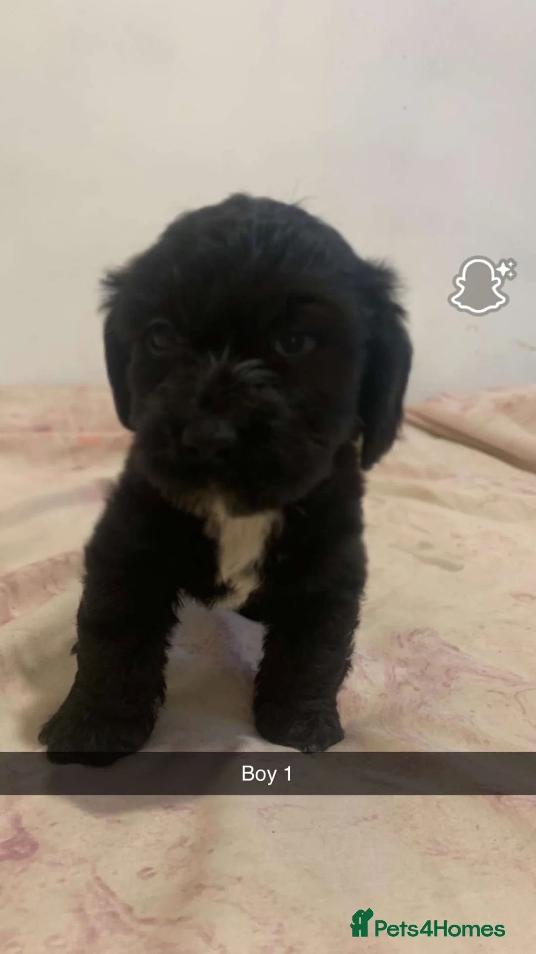 Mixed Breed dogs for sale: Cocker spaniel x Yorkshire terrier pups  - Advert 2