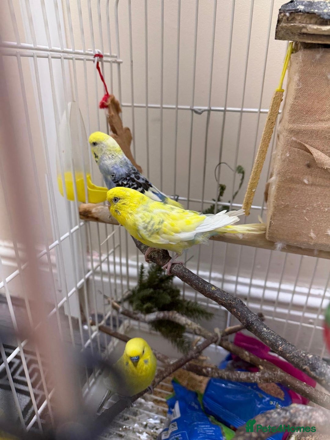 Budgerigars birds for sale: 2 male budgies - Advert 5