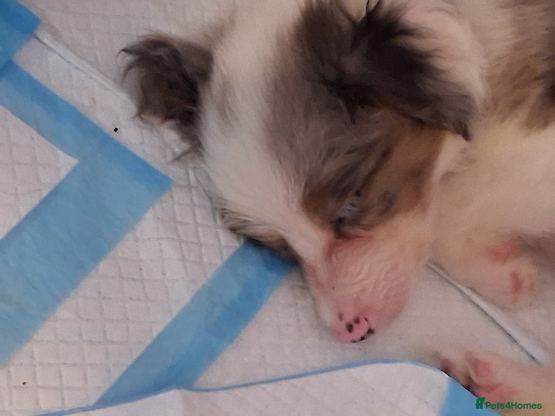 Mixed Breed dogs for sale: Papillon x collie - Image 4