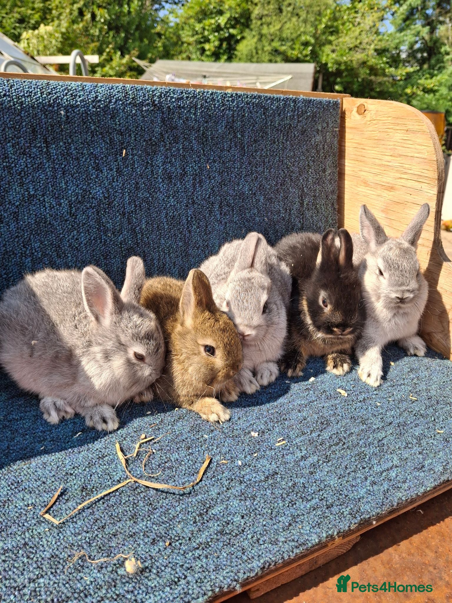 Netherland Dwarf rabbits Beautiful baby netherland dwarfs - Advert 3