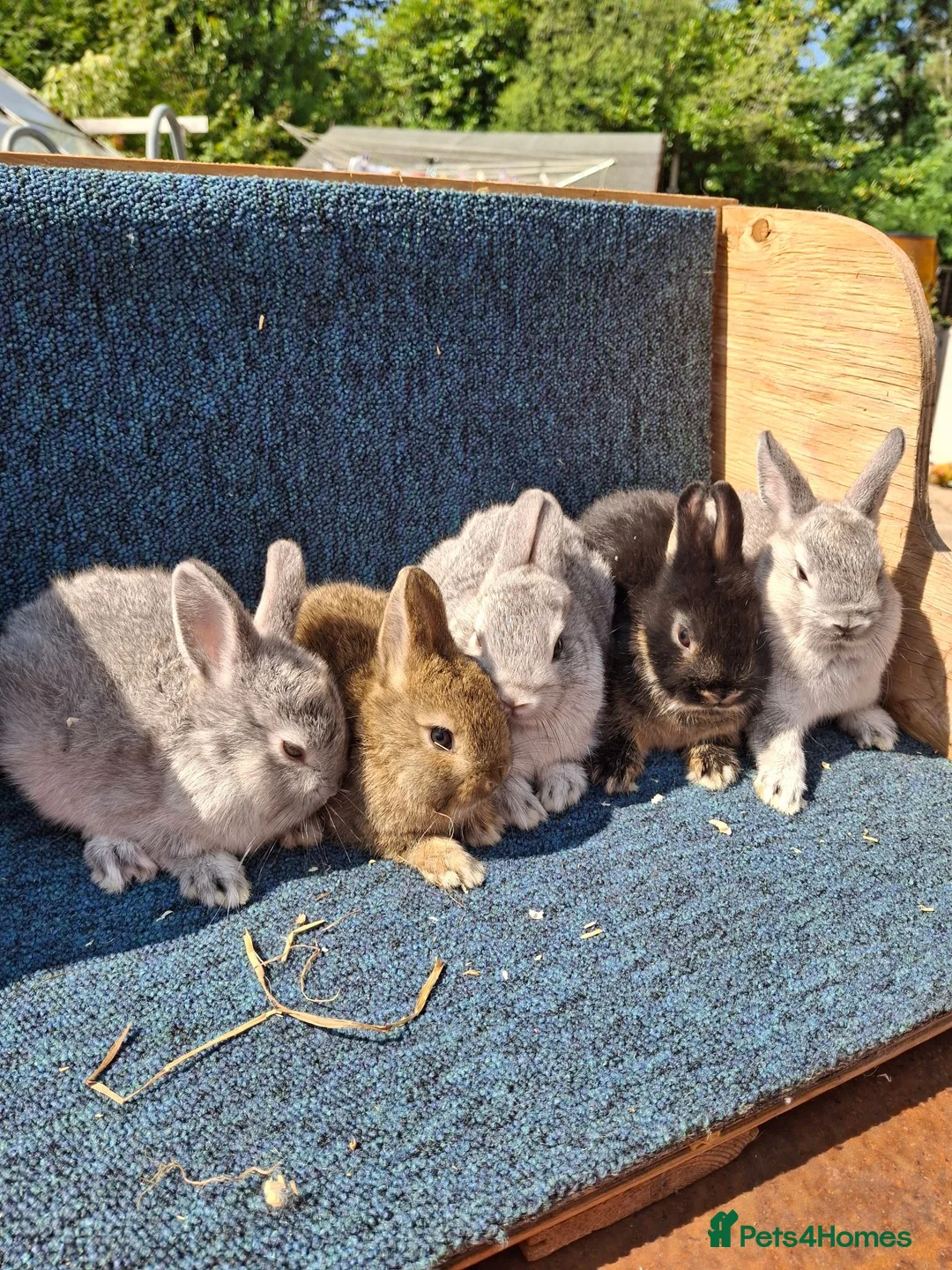 Netherland Dwarf rabbits for sale: Beautiful baby netherland dwarfs - Advert 1