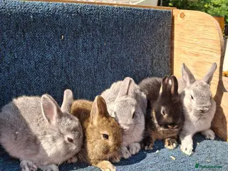 Netherland Dwarf rabbits Beautiful baby netherland dwarfs - Advert 13