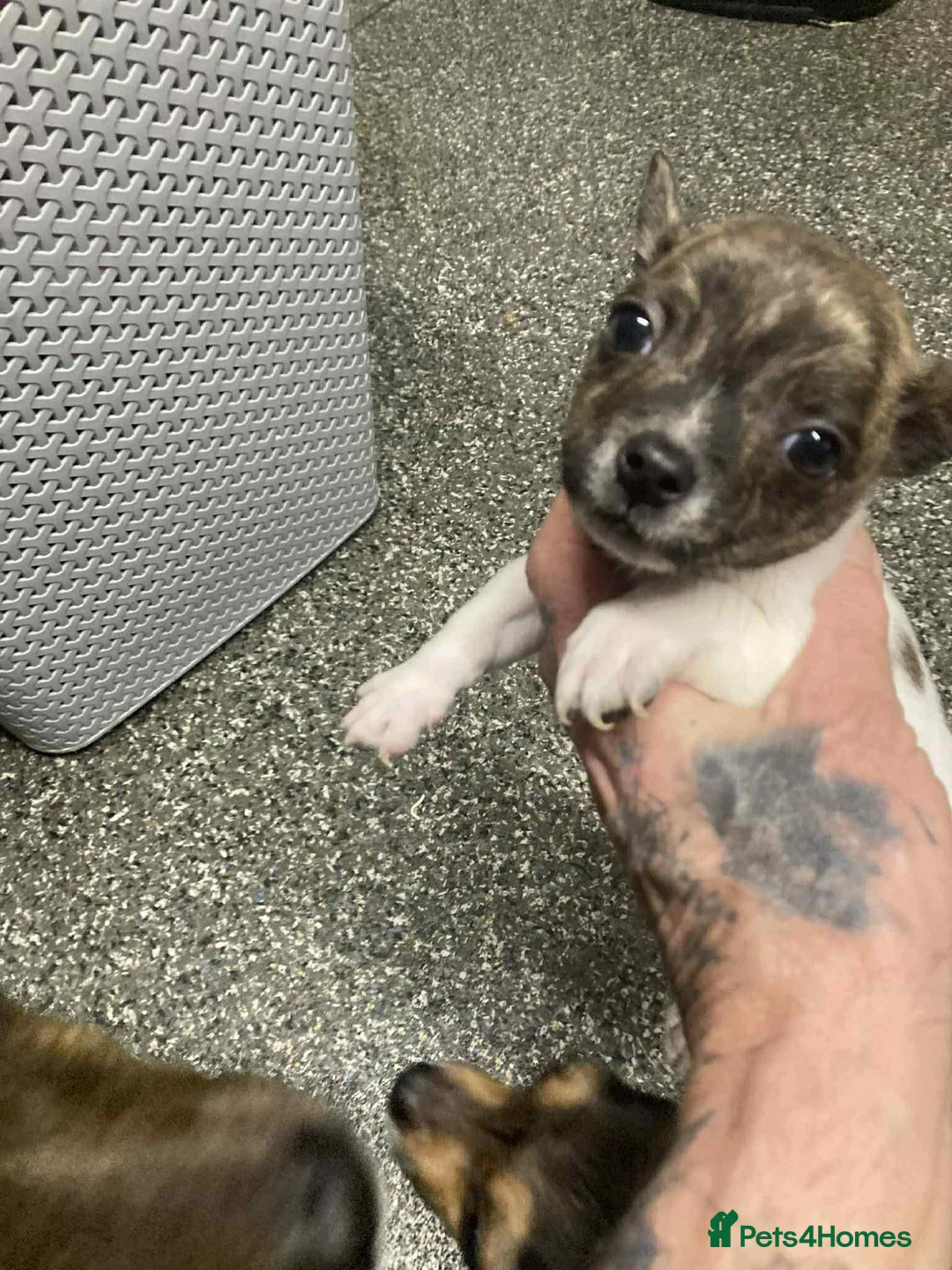 Mixed Breed dogs for sale: Gorgeous male chi x jack russel - Advert 6