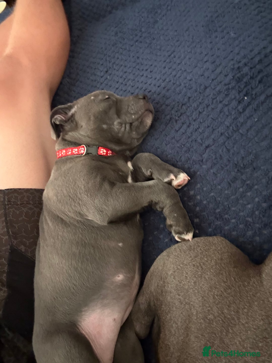 Staffordshire Bull Terrier dogs for sale: REDUCED * Kc registered Staffordshire blue terrier - Image 27