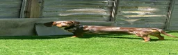 Miniature Dachshund dogs for stud: Dapple Miniature Dachshund for Stud - Advert 5
