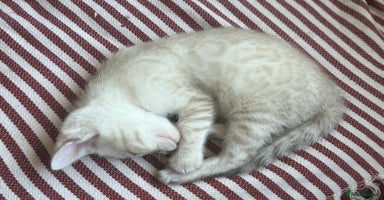 Bengal cats in Bristol - Advert 5