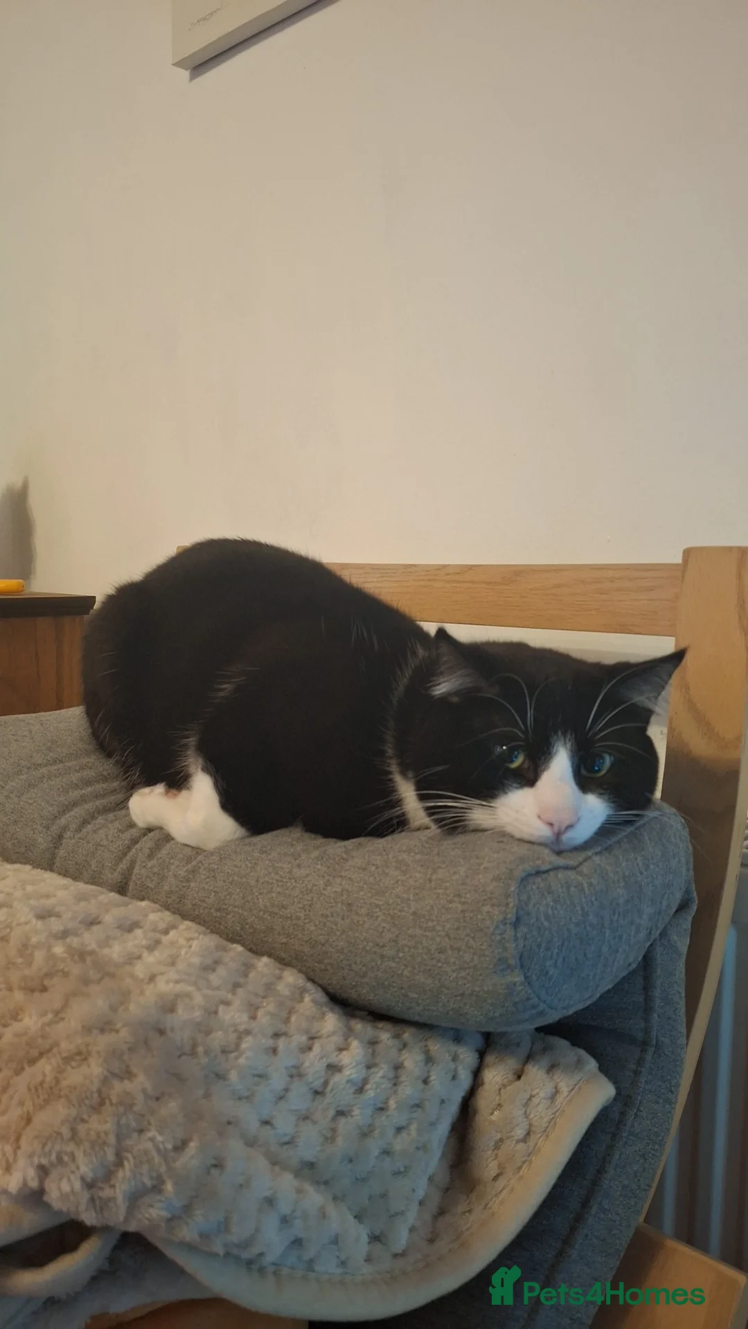 Domestic Shorthair cats for sale: 2 year old male tuxedo cat looking for a new home in Glasgow - Advert 6