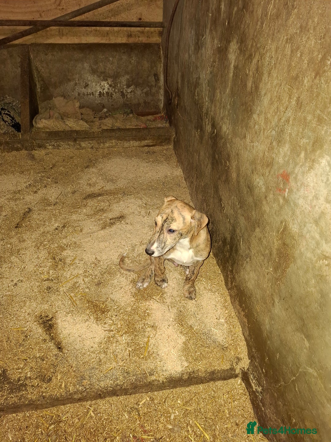 Lurcher dogs for sale: Lurcher pups for sale  - Advert 8