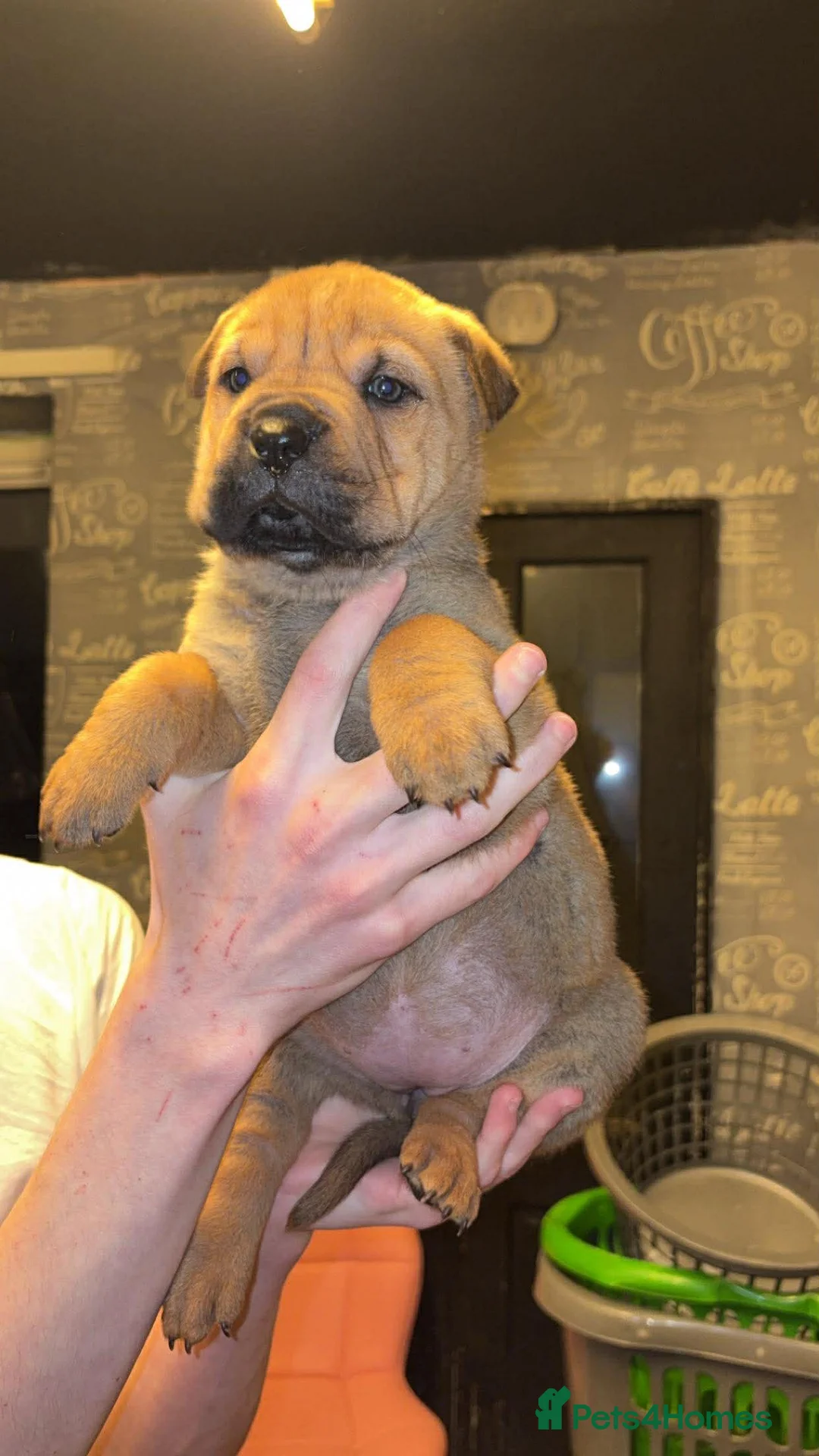 Mixed Breed dogs for sale: 11 chunky rottpei puppys  - Advert 17