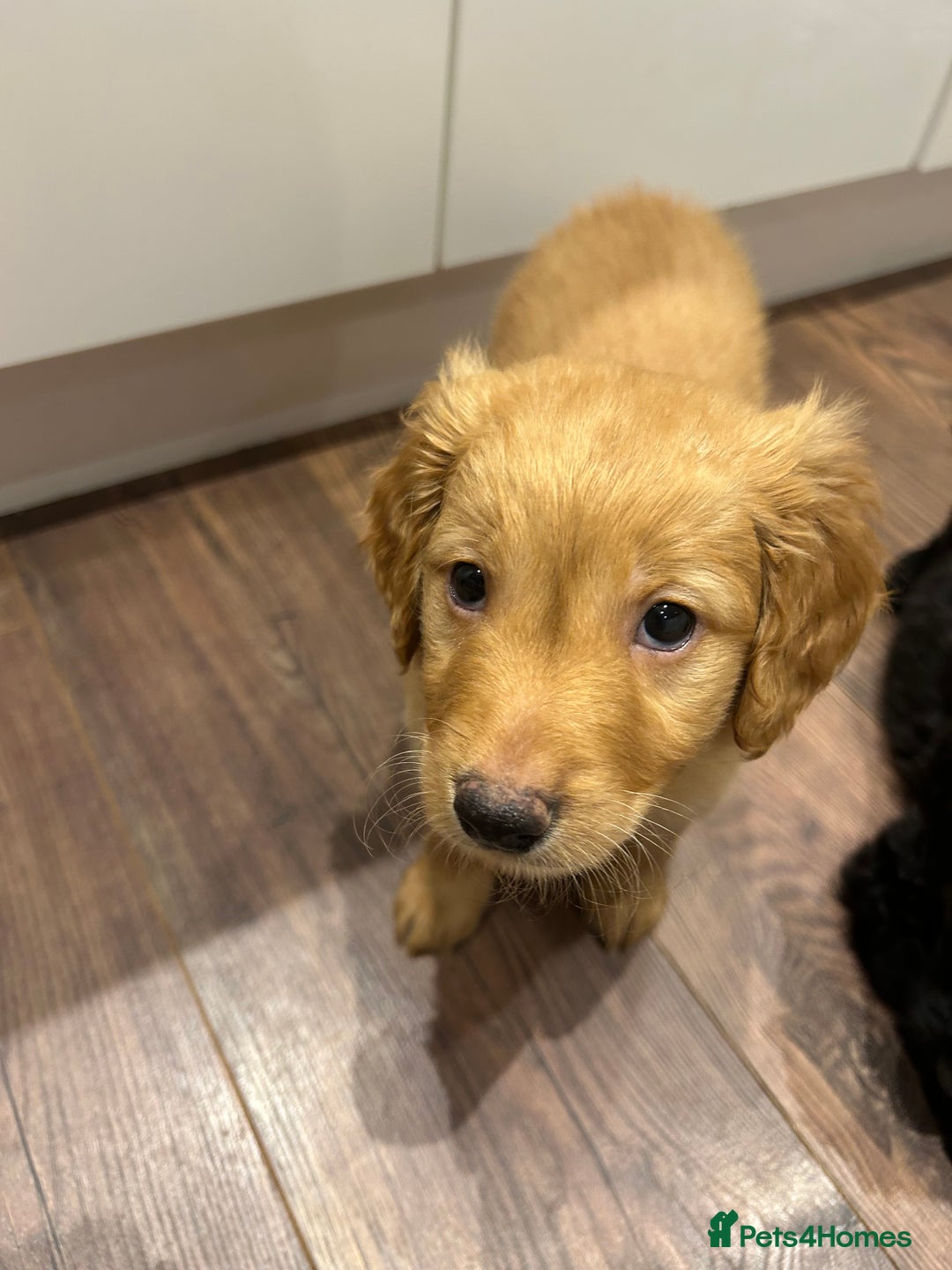 Goldendoodle dogs for sale: Gorgeous Goldendoodle Puppies Multi Generation F3  - Advert 11