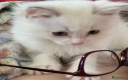 Ragdoll cats for sale: Tortie Lynx Flame Lynx pedigree Ragdolls - Image 11