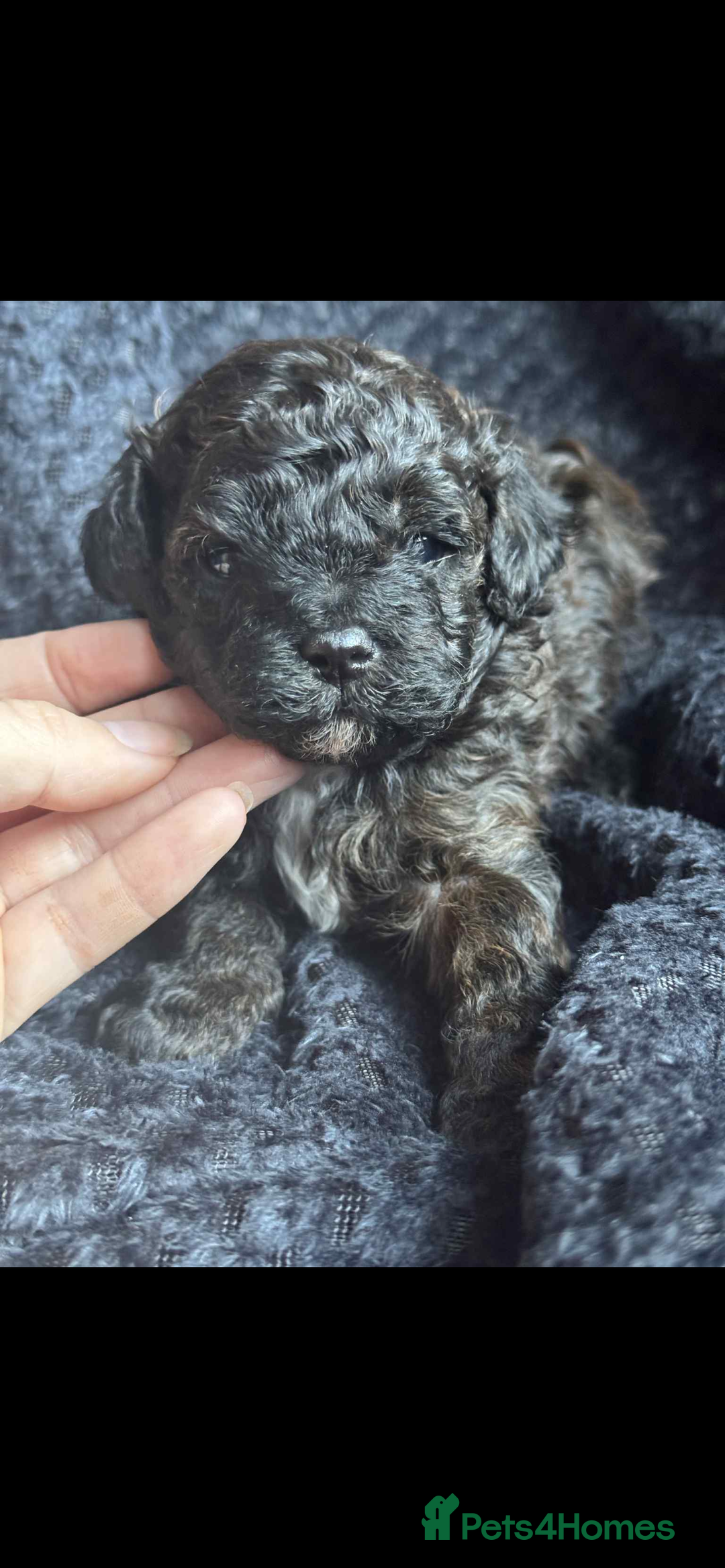 Shihpoo dogs for sale: F1b shihpoo - Advert 6