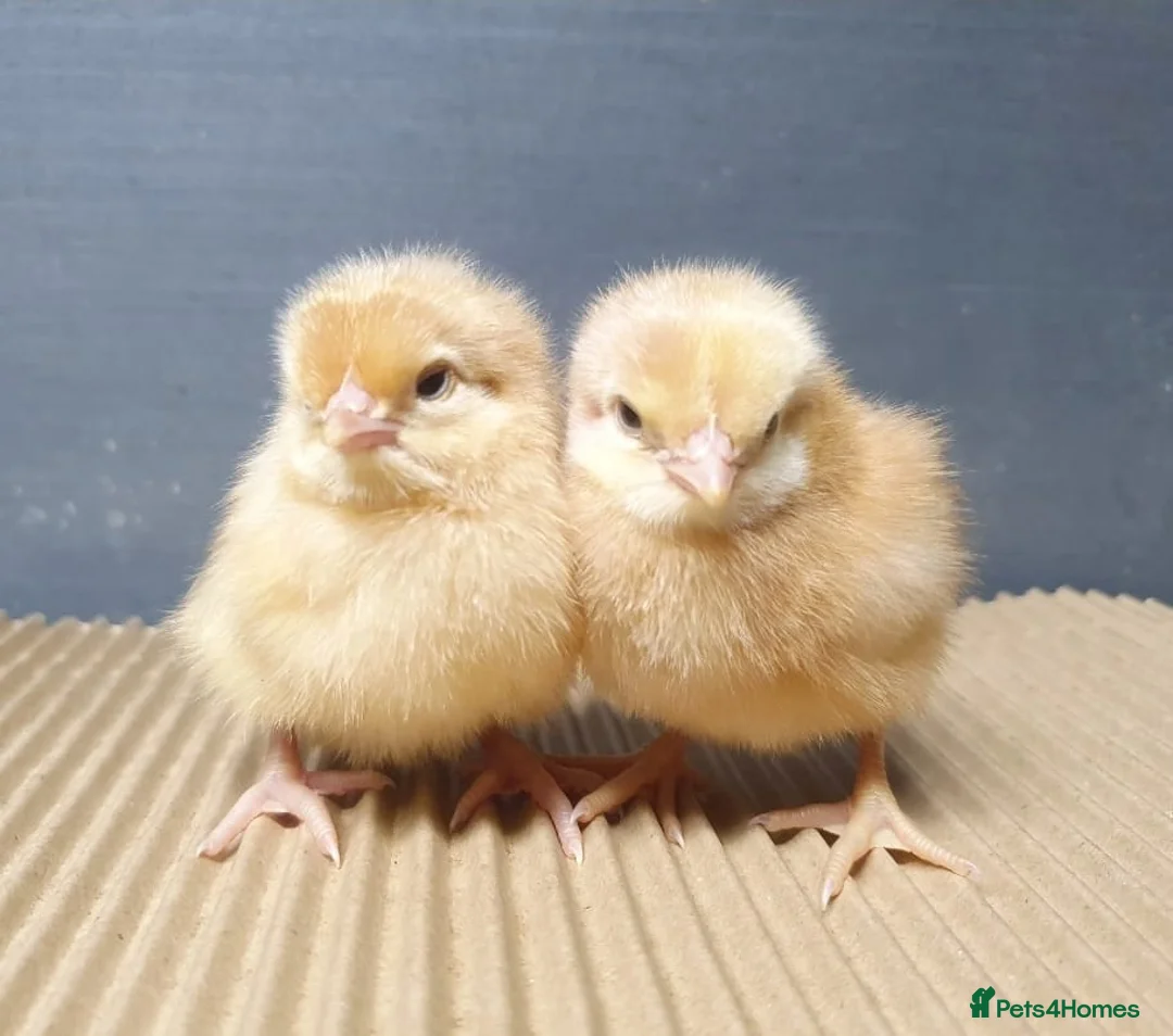 Chickens poultry for sale: Female chicks chickens hens - Advert 3