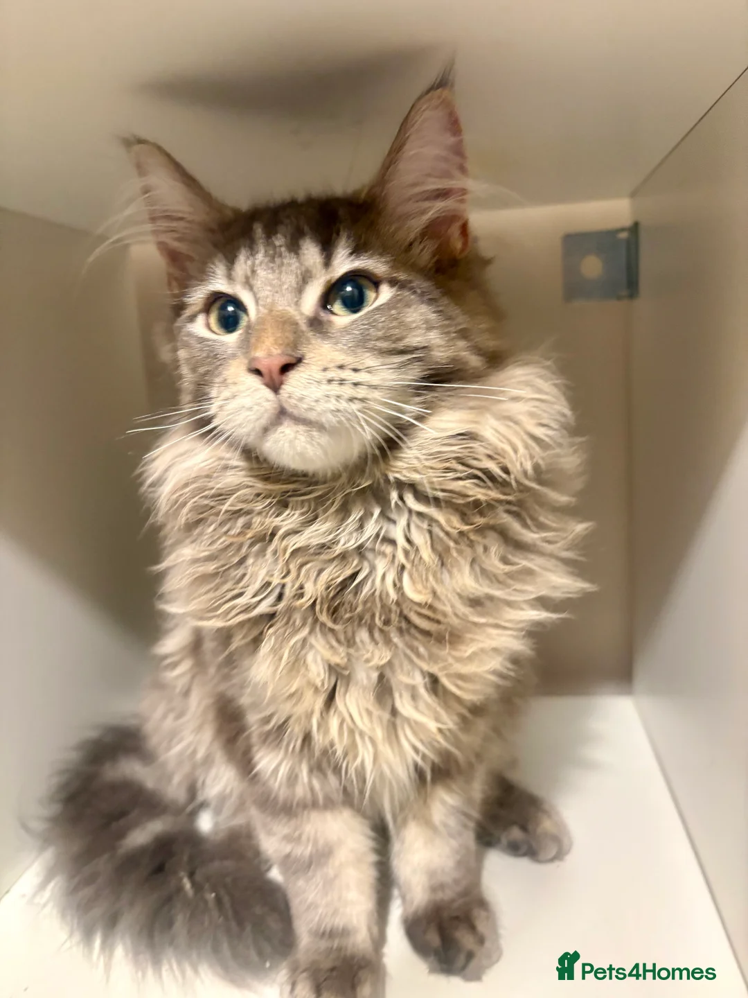 Maine Coon cats for sale: Pedigree Maine coon - Advert 1