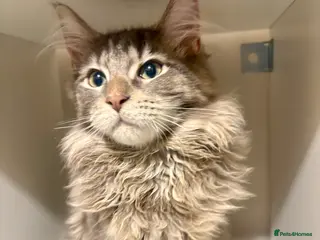 Maine Coon cats Pedigree Maine coon - Advert 11