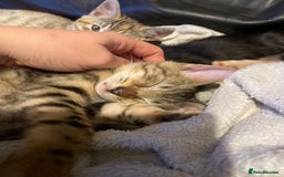 Bengal cats for sale: Cute and fluffy half Bengal kittens  - Image 14