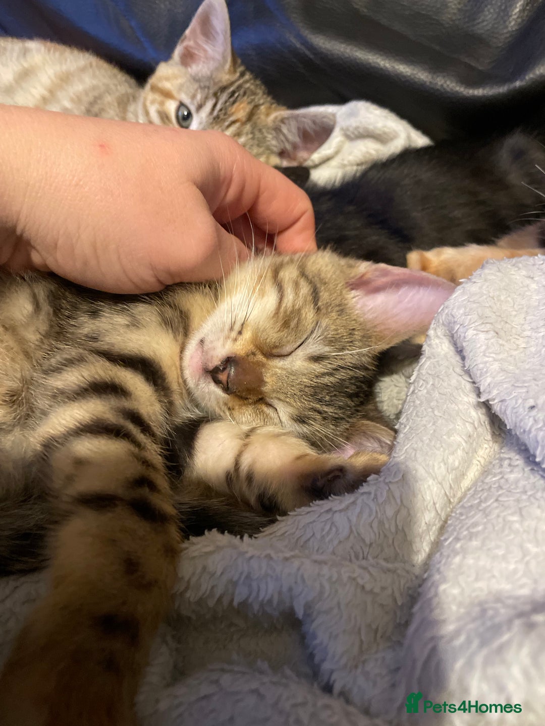 Bengal cats for sale: Cute and fluffy half Bengal kittens  - Image 14