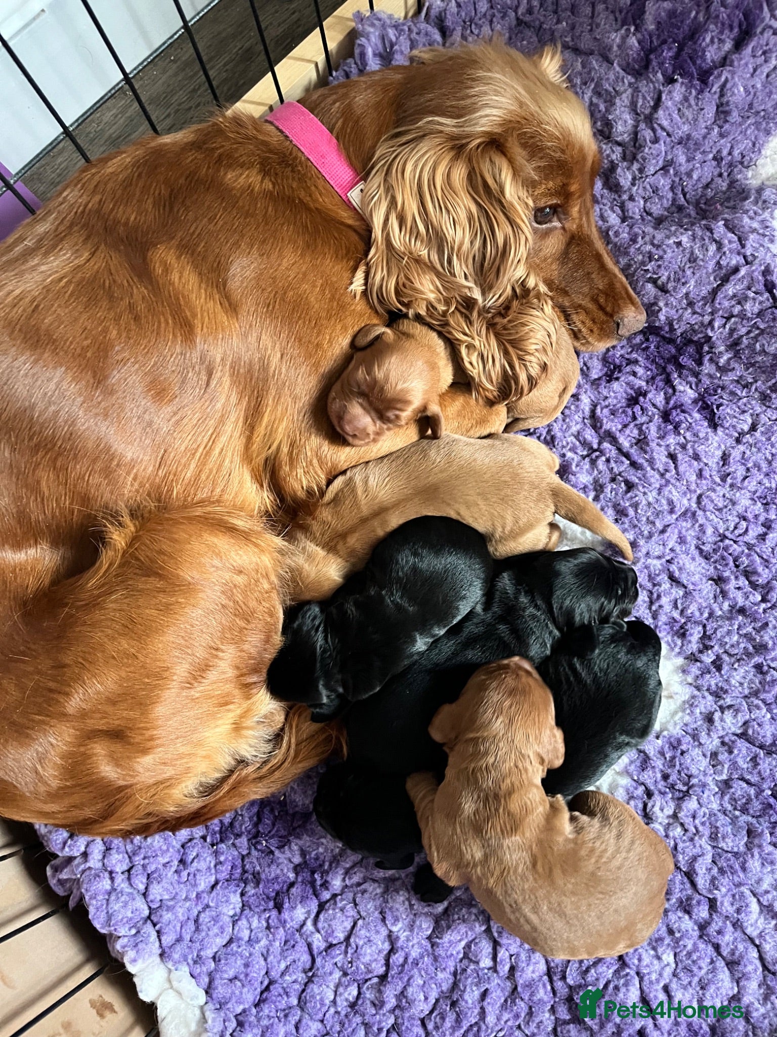 Cocker Spaniel dogs Gorgeous working cocker puppies  - Advert 1