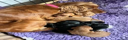 Cocker Spaniel dogs for sale: Gorgeous working cocker puppies  - Advert 1