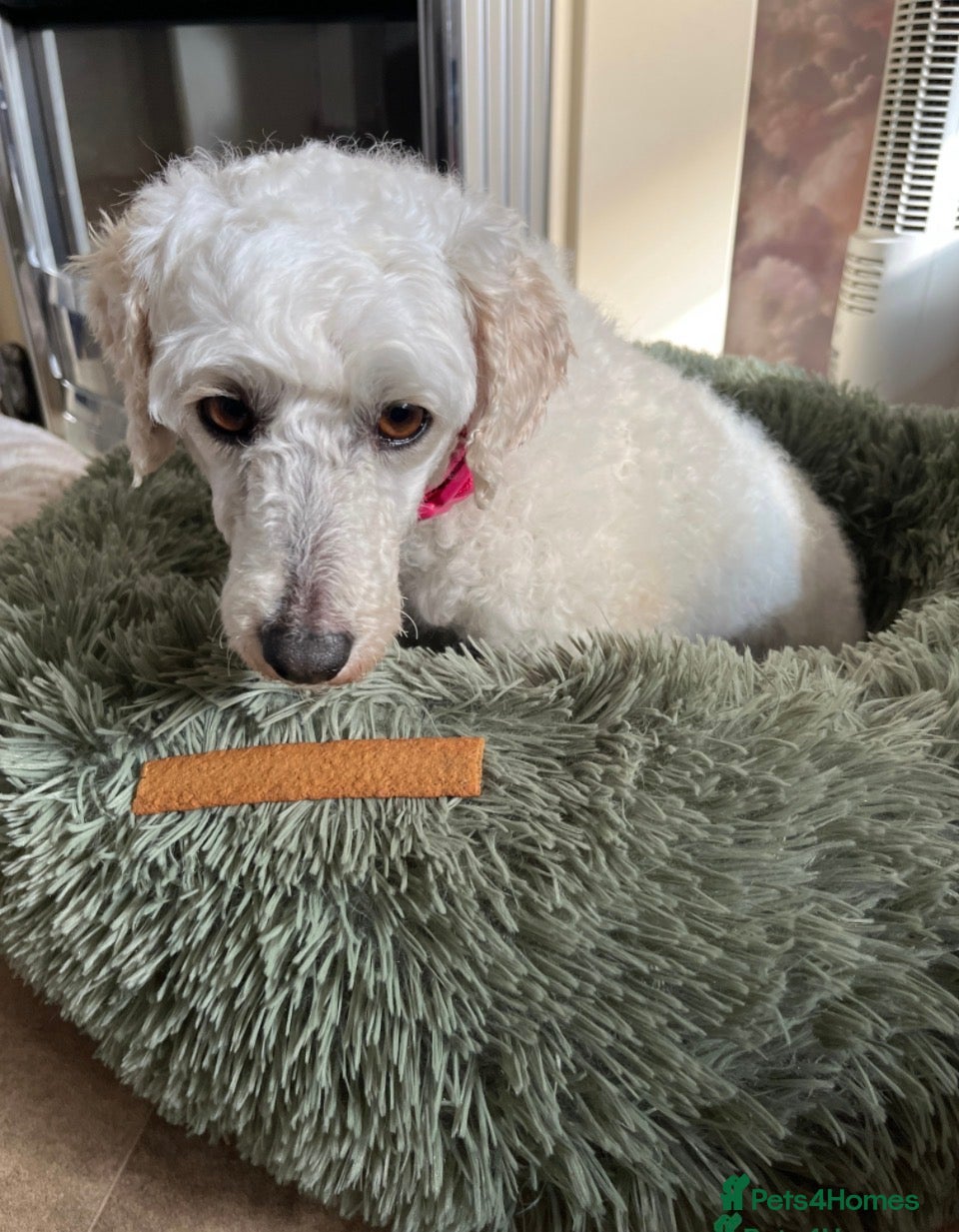 Miniature Poodle dogs miniature poodle, female  - Advert 12