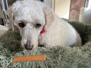 Miniature Poodle dogs miniature poodle, female - Advert 5