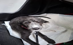 Mixed Breed dogs for sale: lurcher pup - Image 1