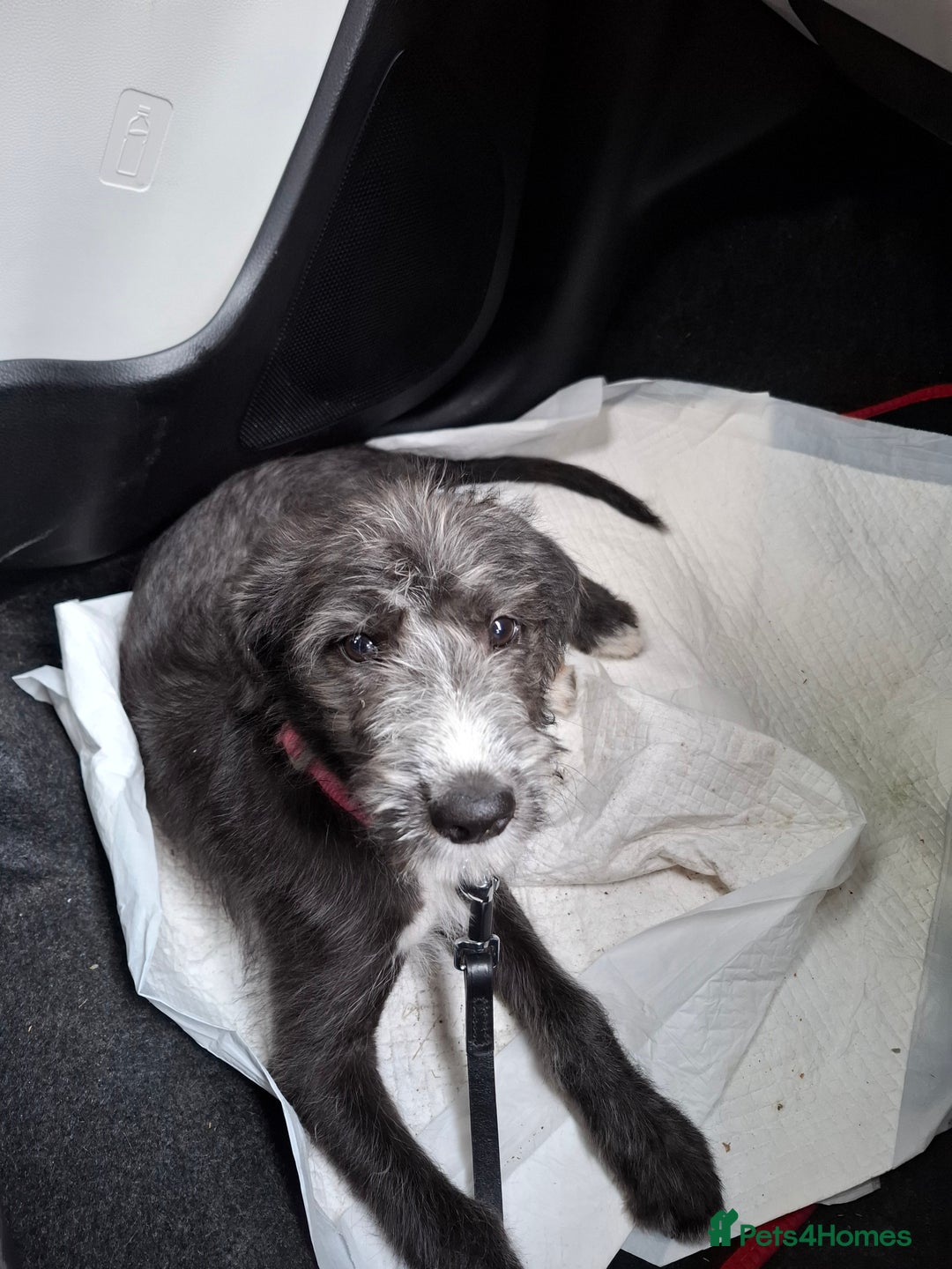 Mixed Breed dogs for sale: lurcher pup - Image 1
