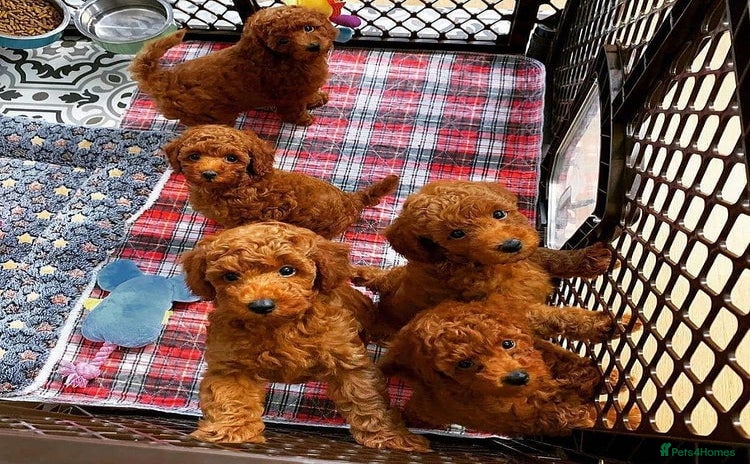Toy Poodle dogs - Advert 1