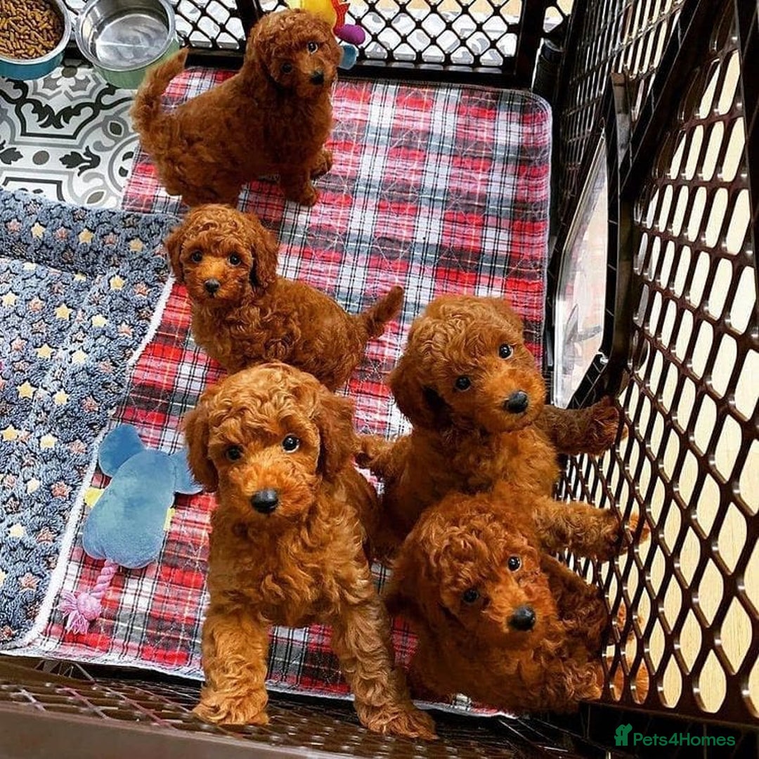 Toy Poodle dogs for sale: Charming Toy Poodle Puppies - Image 1