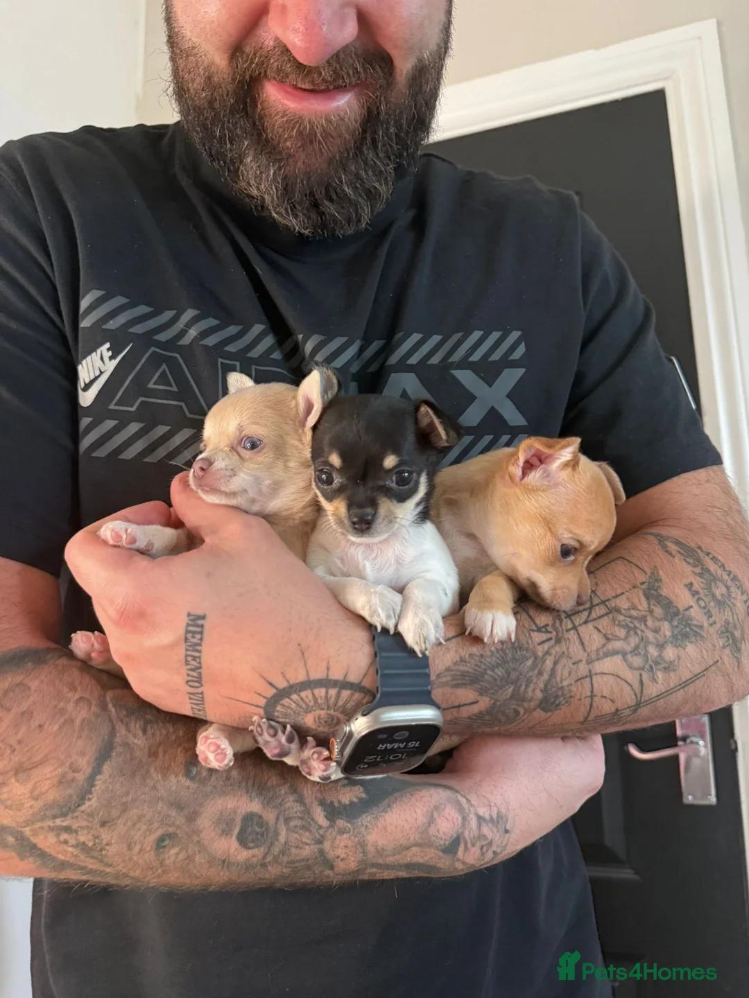 Chihuahua dogs for sale: 2 Rare Blue-Eyed Chihuahua Puppies Available in Newcastle upon Tyne - Advert 2