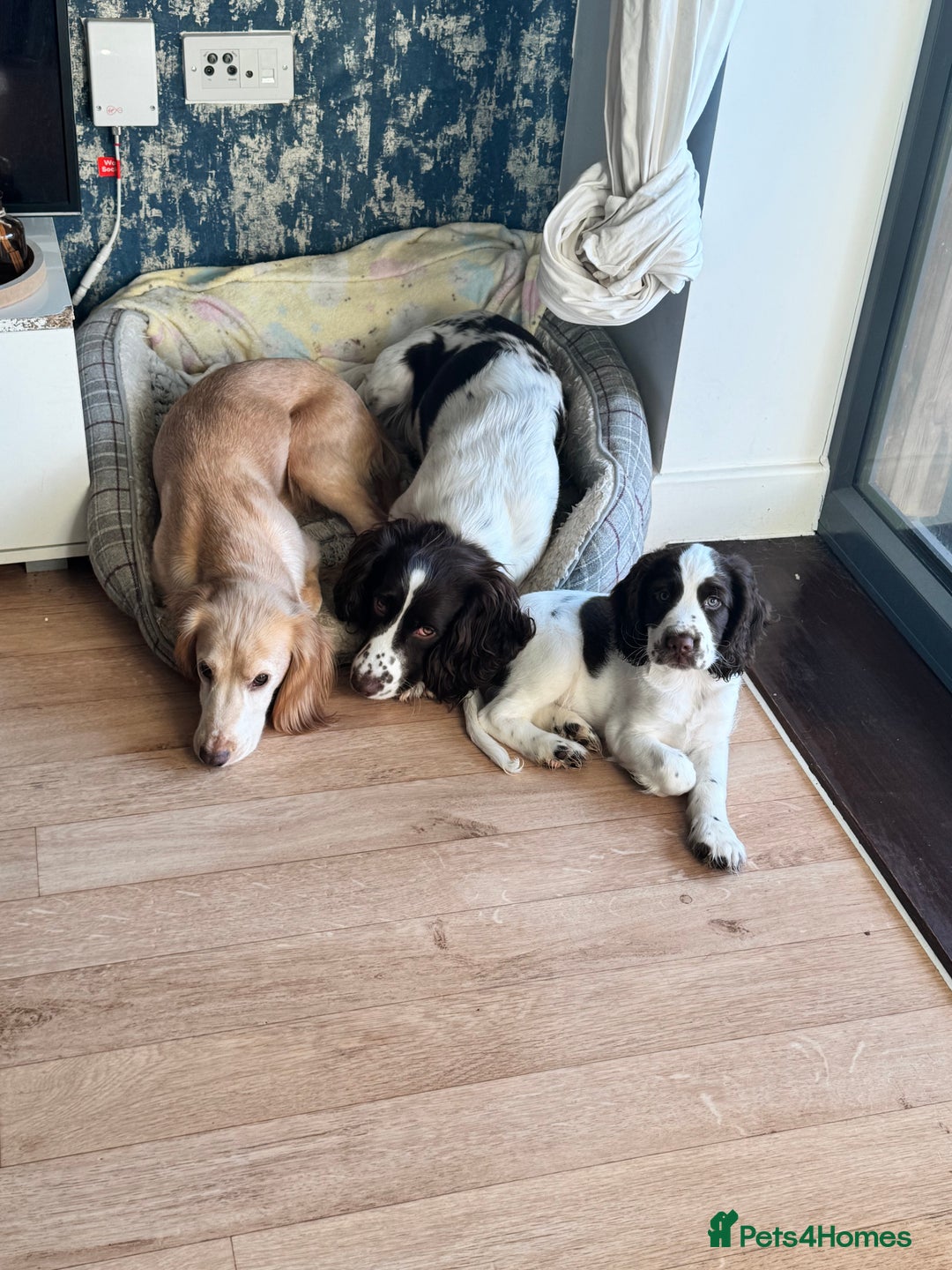 English Springer Spaniel dogs for sale: last baby looking for his forever home🥺😍 - Advert 6