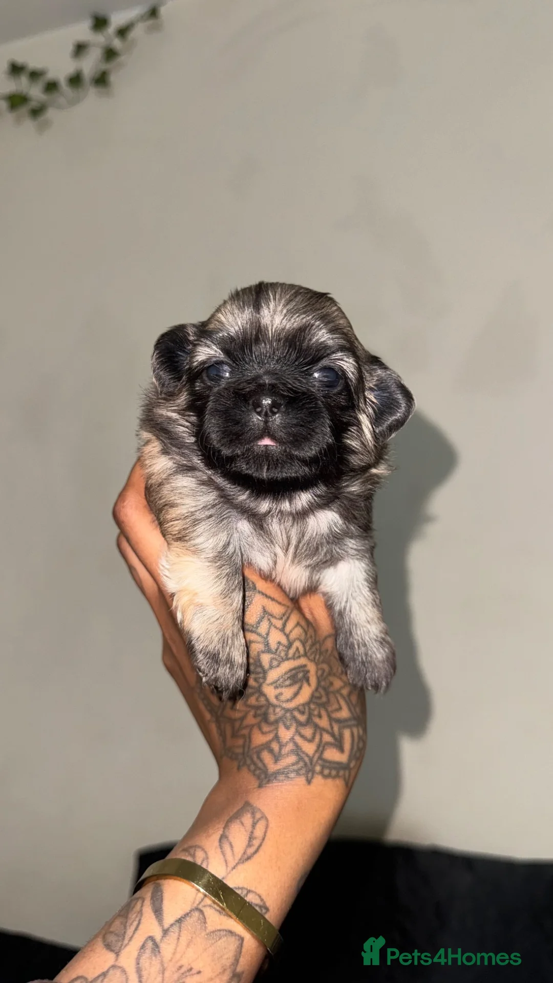 Pekingese dogs for sale: Pekingese Puppies  in Wolverhampton - Advert 2