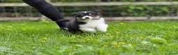 Australian Shepherd dogs for sale: Australian shepherd Black Tri Male Puppy - Advert 7