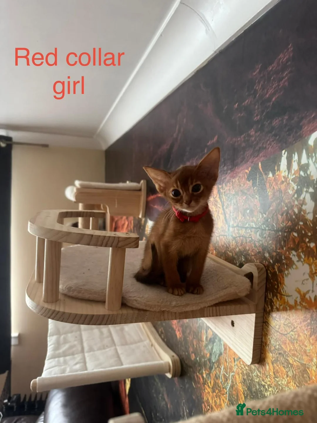 Abyssinian cats for sale: Adorable Abyssian kittens - Advert 2