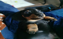 Dachshund dogs for sale: Smooth hair black and tan dachshund  - Image 4